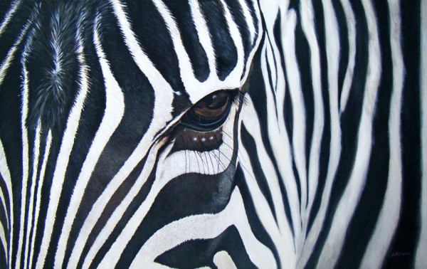 Zebra by Dave P. Cooper