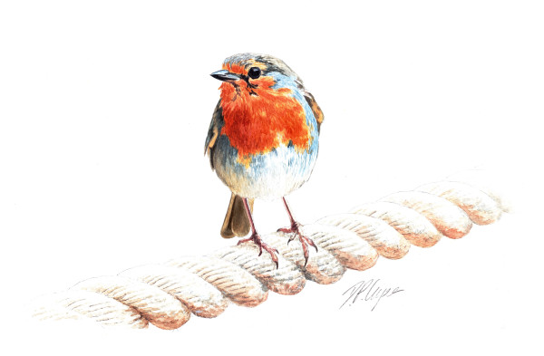 Robin Hoods Bay Robin by Dave P. Cooper