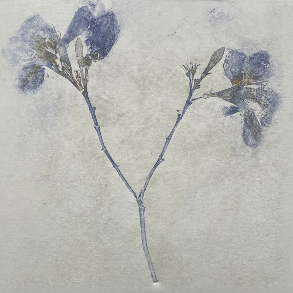 Wild Blue Iris by Scott D.S. Young