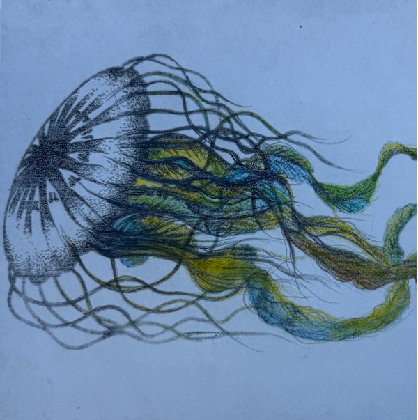 Atlantic sea nettle by Scott D.S. Young