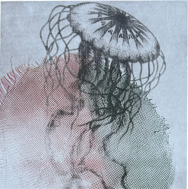 Jellyfish by Scott D.S. Young