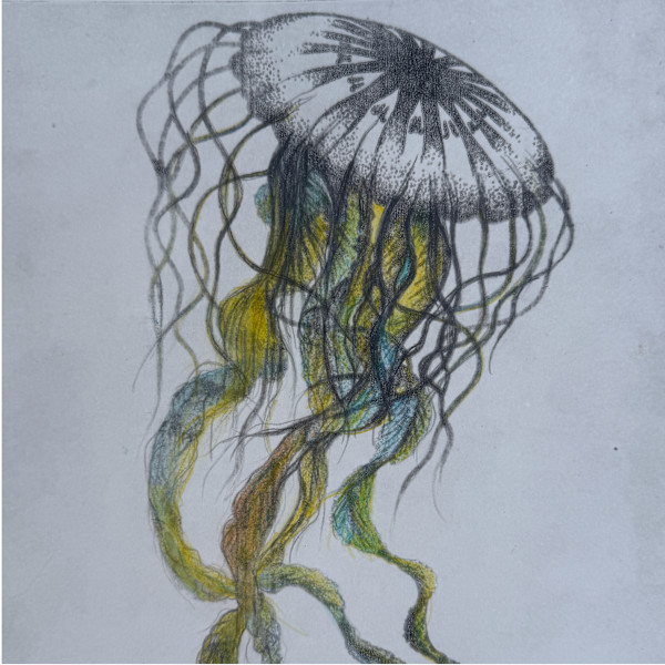 Black Sea Nettle - Jellyfish by Scott D.S. Young