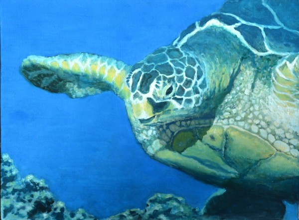 Turtle 2 by Holly Masri