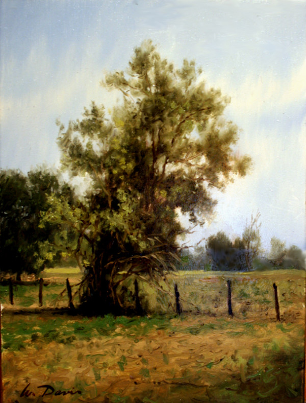 Old Tree by William R Davis