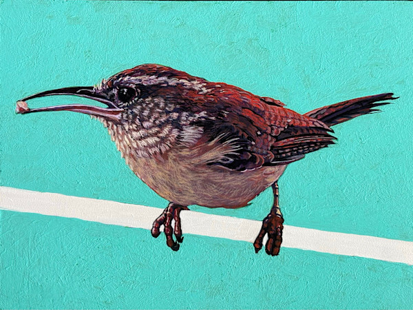 Carolina Wren #3 by Paige Wallis, Image 1.