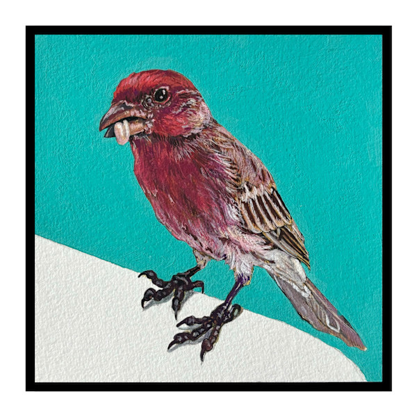 House Finch #1 by Paige Wallis