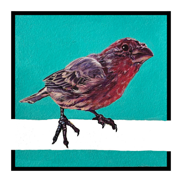 House Finch #2 by Paige Wallis, Image 1.
