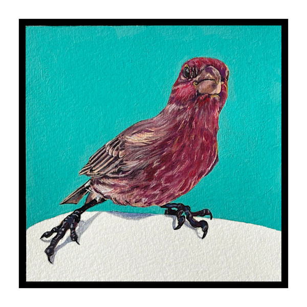 House Finch #3 by Paige Wallis, Image 2.