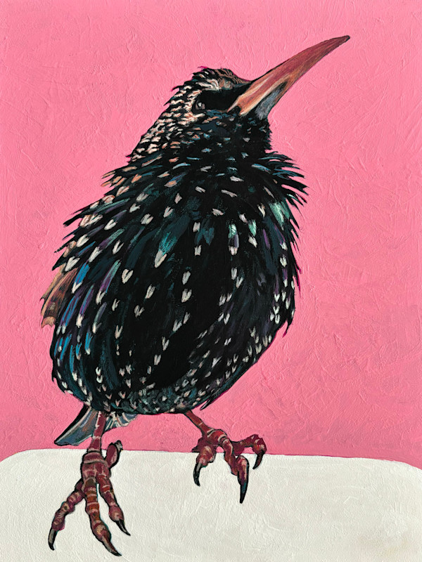 Starling #2 by Paige Wallis, Image 1.