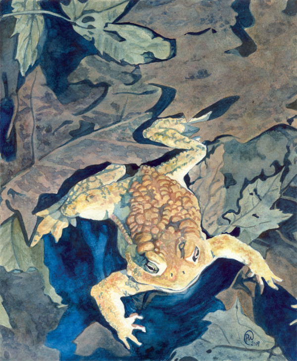 Lonely Toad by Paige Wallis