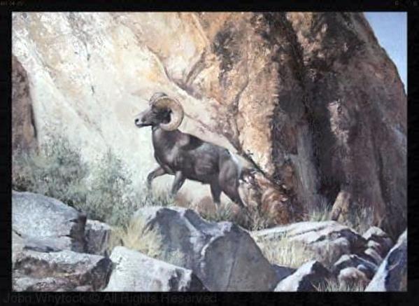 Ram in Rocks by John Whytock - Oak Rose Studio