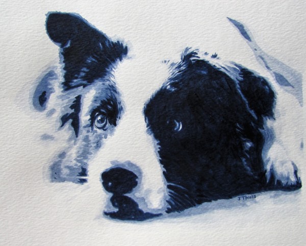 Border Collie by Jane Thuss