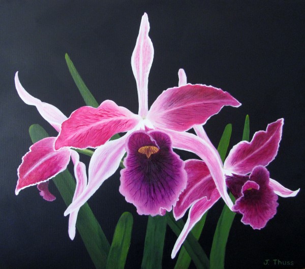 Cattelya Orchid by Jane Thuss