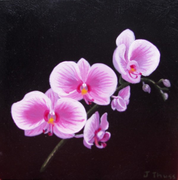 Orchid by Jane Thuss