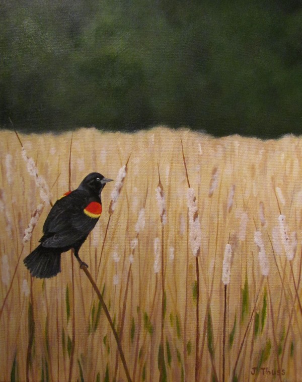 Redwing Blackbird by Jane Thuss