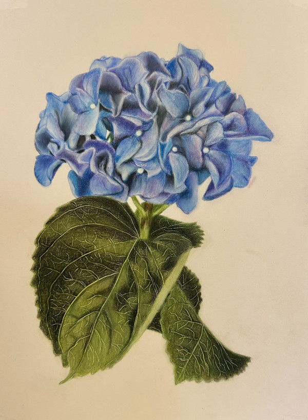Single Hydrangea by Jane D. Steelman