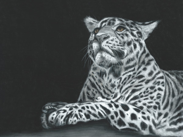 Leaping Leopard by Jane D. Steelman