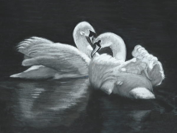 Swan Mates by Jane D. Steelman