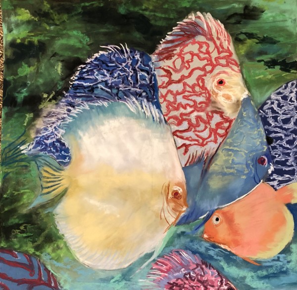 Discus Fish by Lisa Rose Fine Art