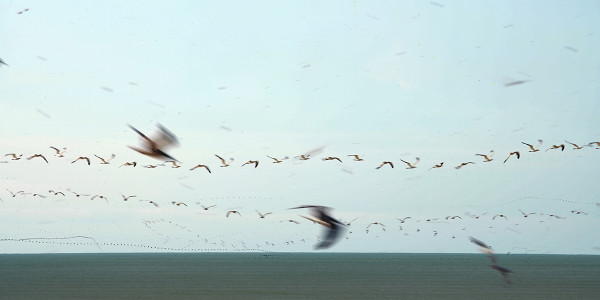 Bird Trails by Syd Moen