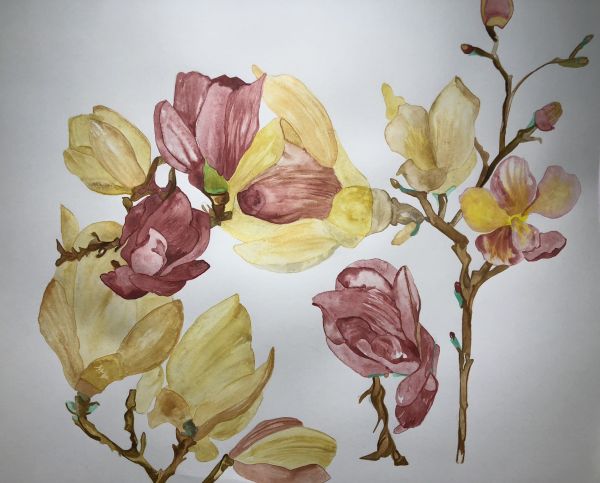 Magnolia by Deborah A. Berlin