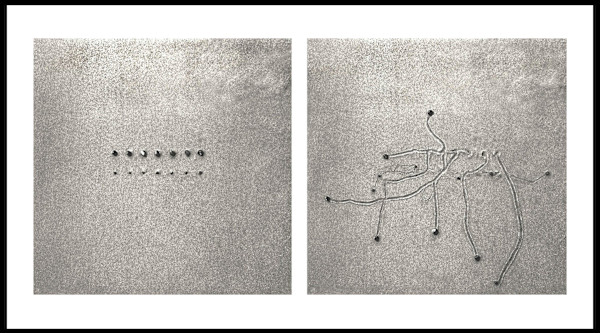 Snail Drawing: Double Line #2 by Daniel Ranalli