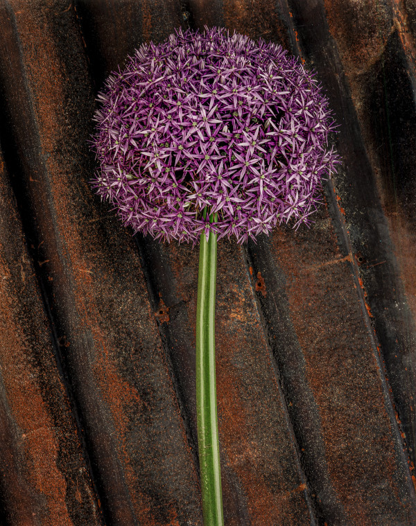 Still Life: Allium 1 by Bernard C. Meyers