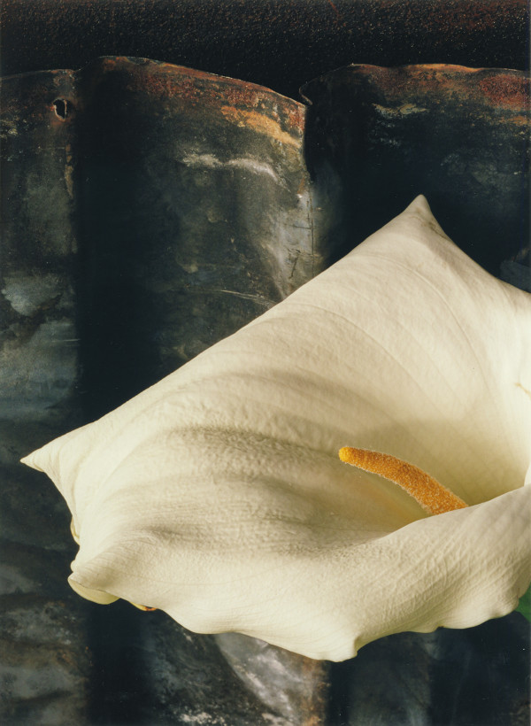 Still Life: Calla lily 4 by Bernard C. Meyers