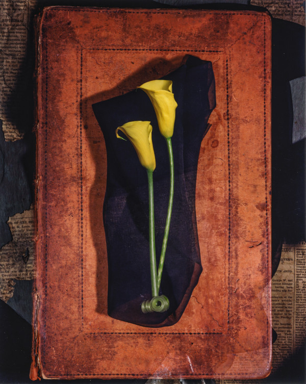 Still Life: Leather Bound Calla Lily by Bernard C. Meyers