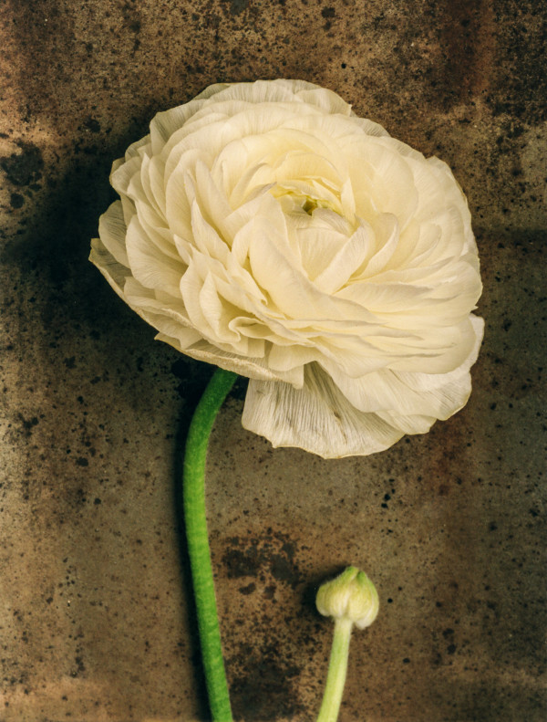 Still Life: Ranunculus by Bernard C. Meyers