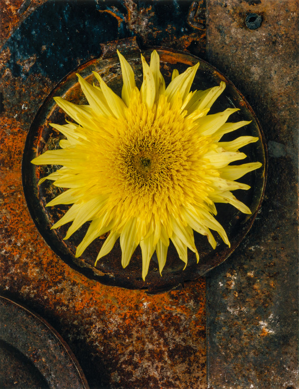 Sunflower 5 by Bernard C. Meyers