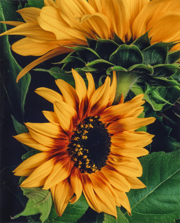 Sunflower 7 by Bernard C. Meyers