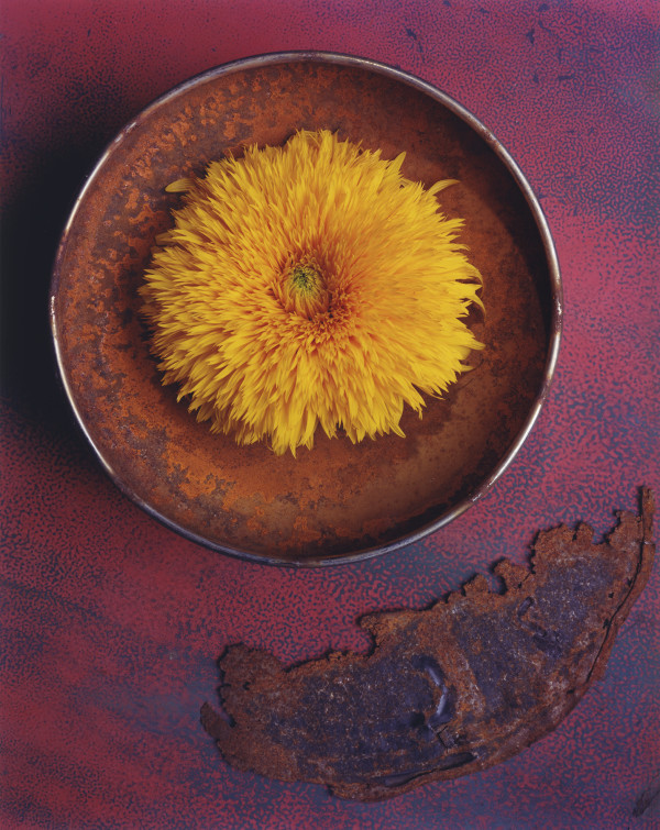 Sunflower Teddy Bear 1 by Bernard C. Meyers