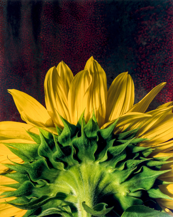 Sunflower Back 2 by Bernard C. Meyers