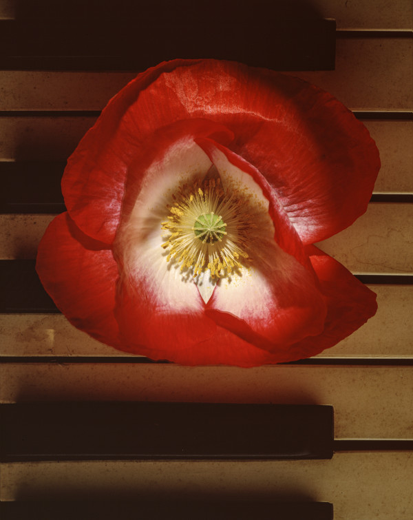 Still Life: Poppy 1 by Bernard C. Meyers