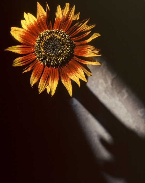 Sunflower Shadow by Bernard C. Meyers