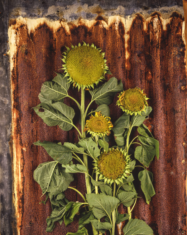 Sunflower 2 by Bernard C. Meyers