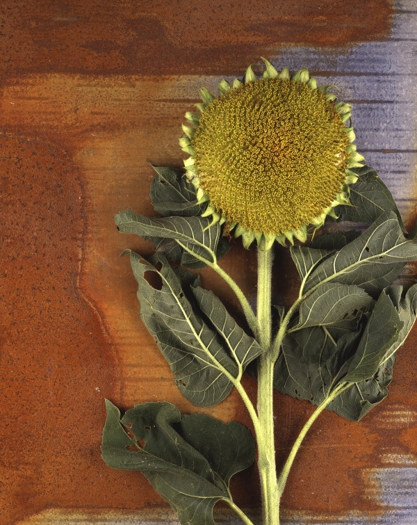 Sunflower 1 by Bernard C. Meyers