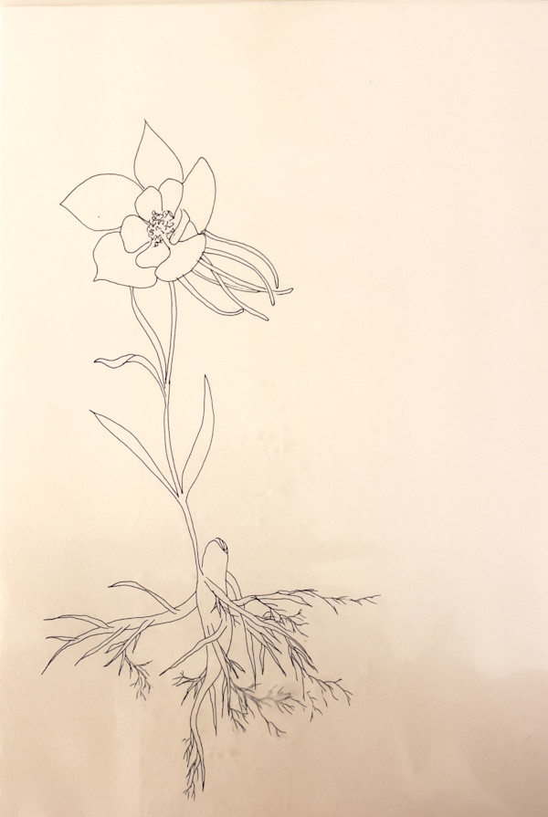 Columbine by Daniela Matchael