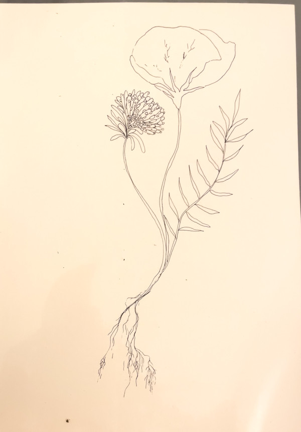 Poppy by Daniela Matchael