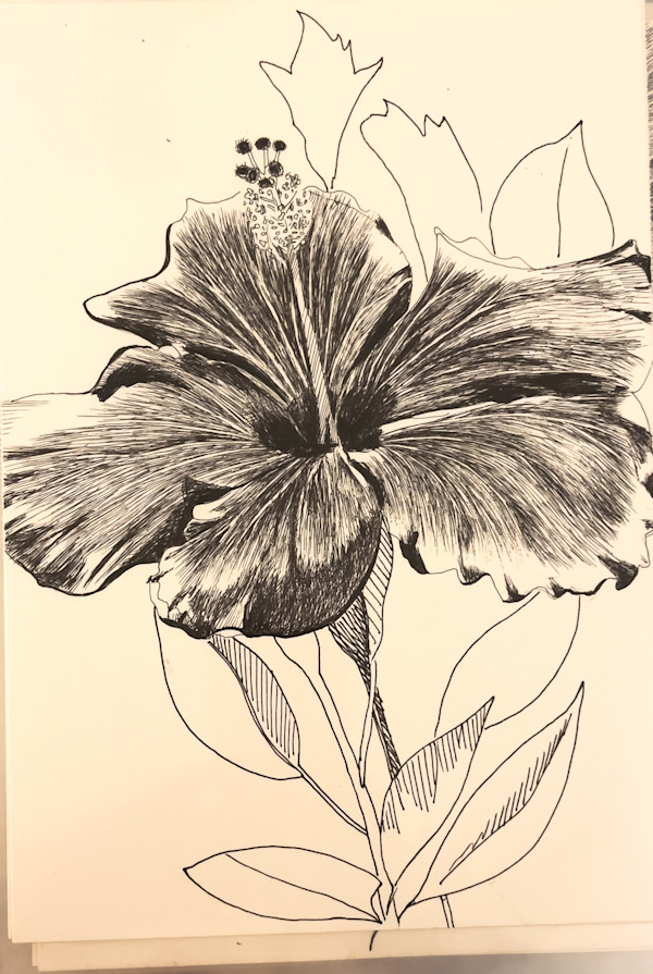 Hibiscus by Daniela Matchael