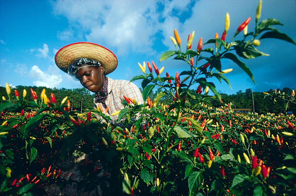 Avery Island Tabasco Picker by Philip Gould, Image 2.