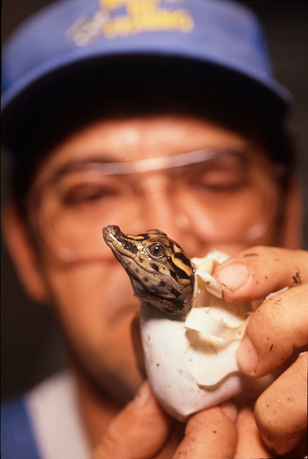 Gator Farmer with Hatchling by Philip Gould