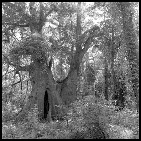Cat Island Cypress by Kristie Cornell
