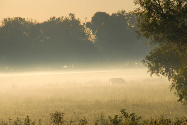 Misty Morning by Jay Culotta