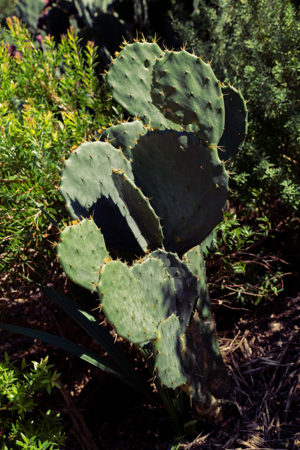 Cactus by Annabeth Mejia