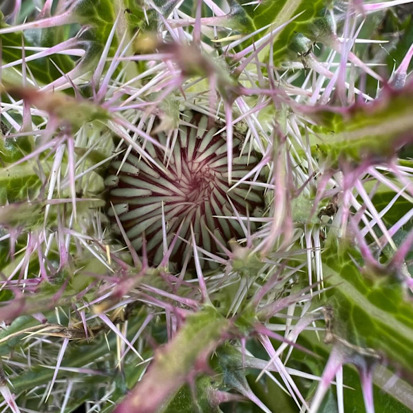 Plum Thistle by Sarah Flores