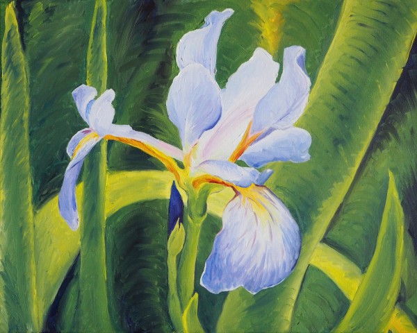 Pale Blue Iris at Jungle Gardens by Claire Dawkins