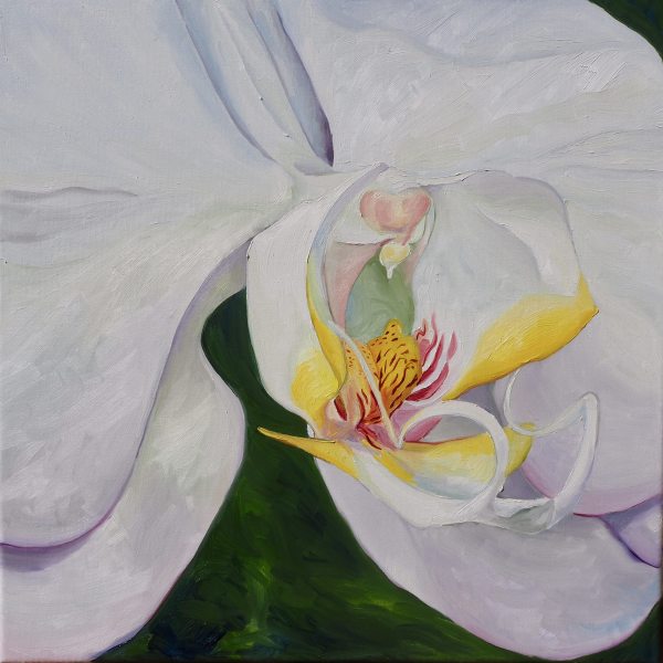 White Orchid by Claire Dawkins