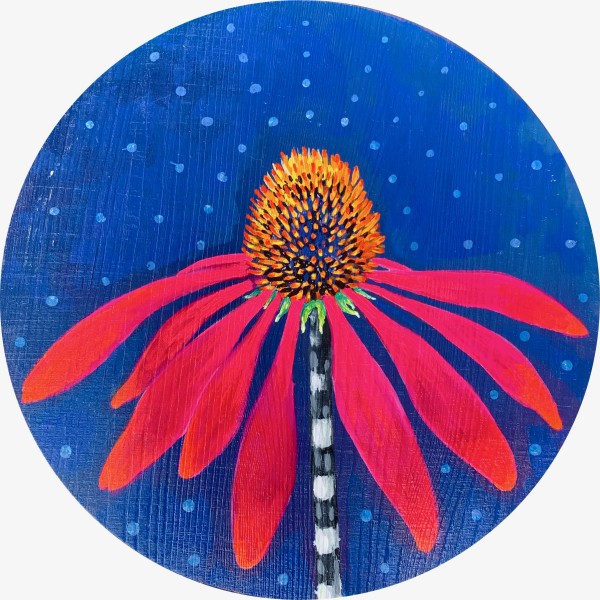 Echinacea by Kristie Mayeaux